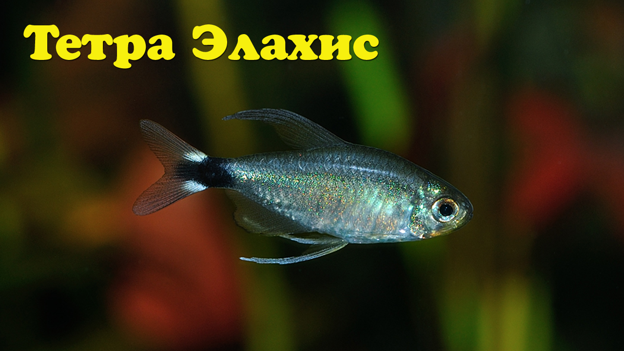 Харациновые
