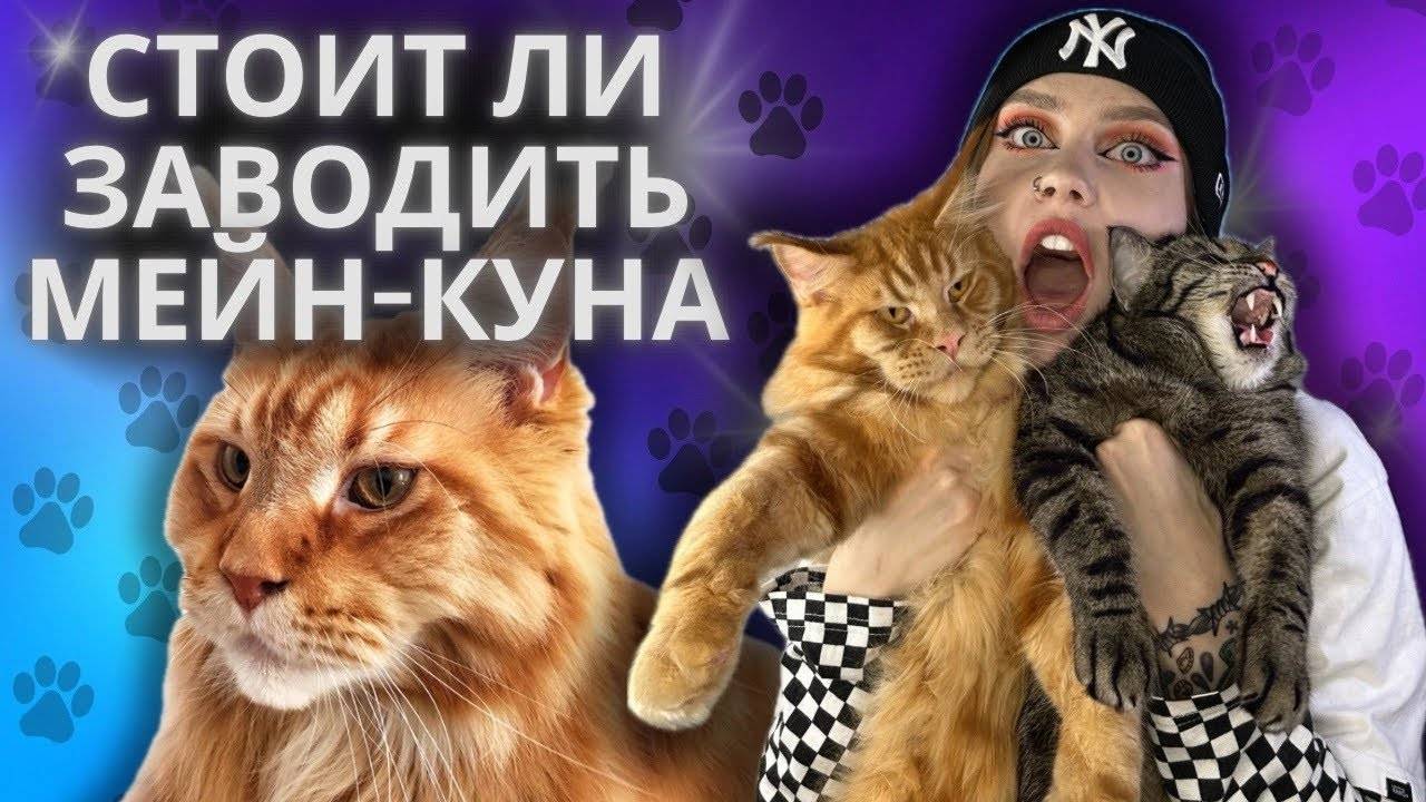МЕЙН-КУН | ОНО ВАМ НАДО❓| ПЛЮСЫ И МИНУСЫ ПОРОДЫ смотреть онлайн