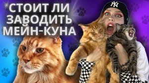 МЕЙН-КУН | ОНО ВАМ НАДО❓| ПЛЮСЫ И МИНУСЫ ПОРОДЫ