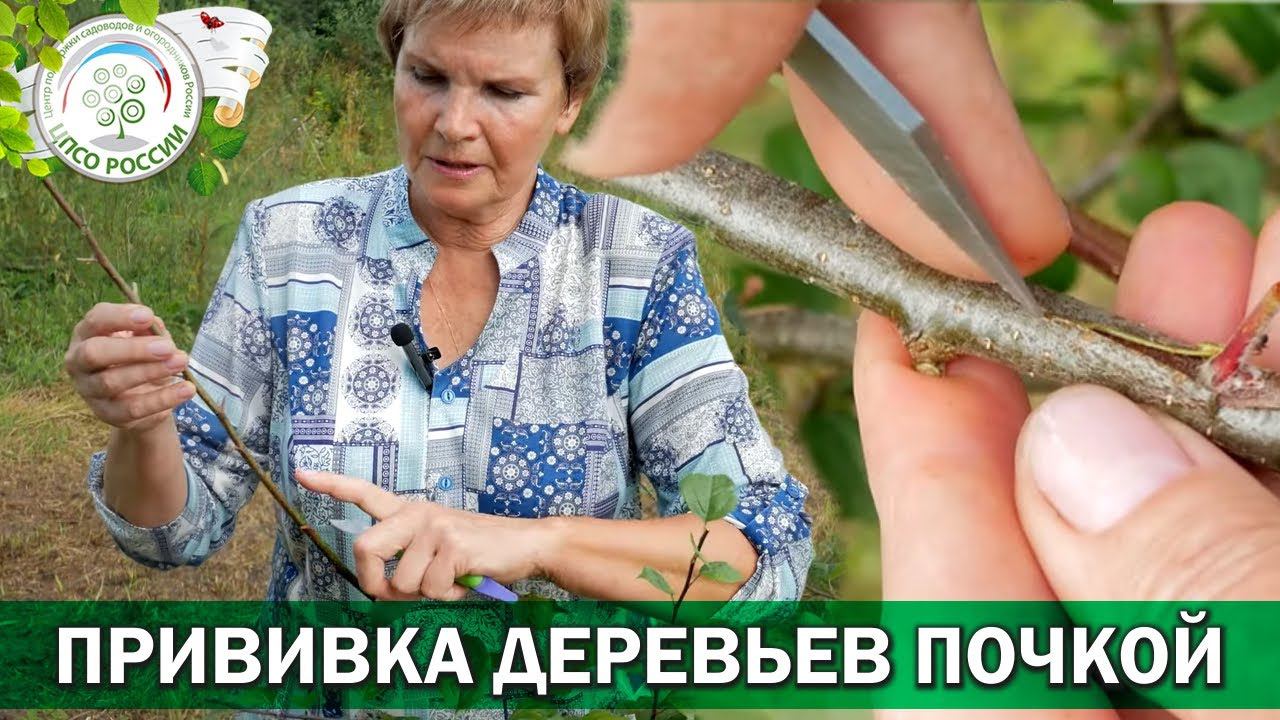 Прививка деревьев почкой. Окулировка для новичков. смотреть онлайн
