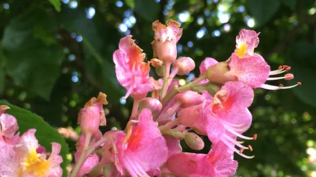 Red Horse Chestnut (Aesculus x carnea) - flowers close up - May 2018 смотреть онлайн