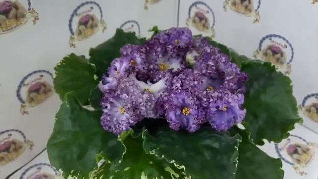Фіалка НК-Дюк де Ришелье, огляд сорту смотреть онлайн