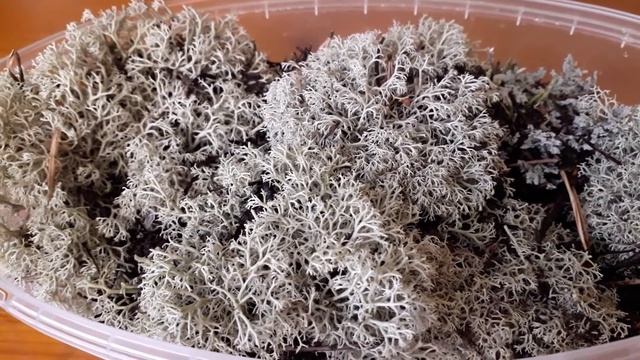 Кладония оленья. Что я привезла из поездки в Выборг. смотреть онлайн