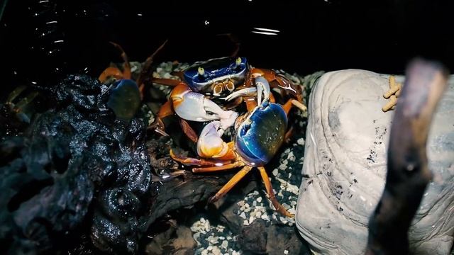 Радужные крабы , каламоихты и илистые прыгуны смотреть онлайн