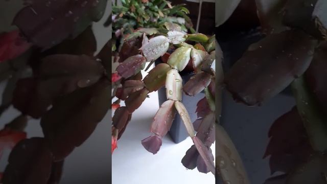 Декабрист и рипсалидопсис, в чем отличия, как добиться цветения декабриста смотреть онлайн