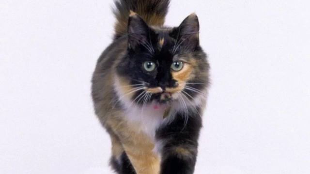 В. Догадкин "Разноцветные коты" смотреть онлайн