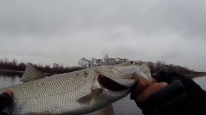 Ловля жереха спиннингом поздней осенью. Видео отчет ноябрь 2015 г.