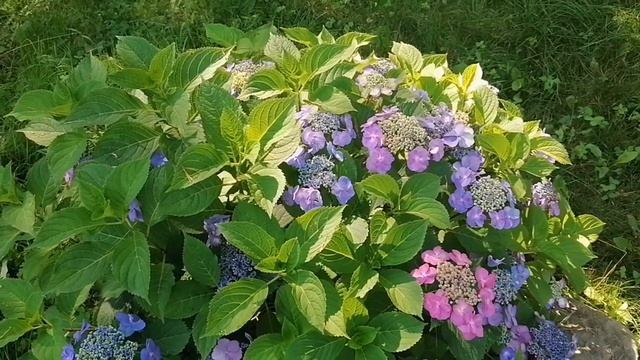 КРУПНОЛИСТНАЯ ГОРТЕНЗИЯ БЛАУМАЙЗЕ | УХОД И РАЗМНОЖЕНИЕ ГОРТЕНЗИИ смотреть онлайн