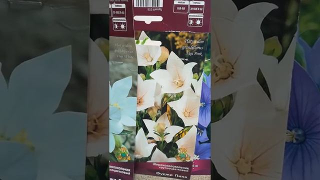 Ширококолокольчик смотреть онлайн