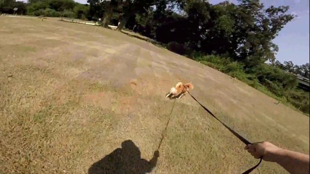 How to teach a dog to walk on leash - Shiba Inu Edition смотреть онлайн
