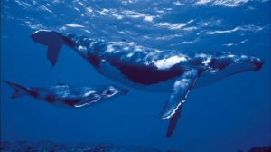 Кит / Ребятам о зверятах / Кто и Как говорит