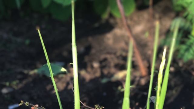 iPhone 7 и iPhone 7 Plus - итоговый обзор. Опыт эксплуатации полгода спустя смотреть онлайн