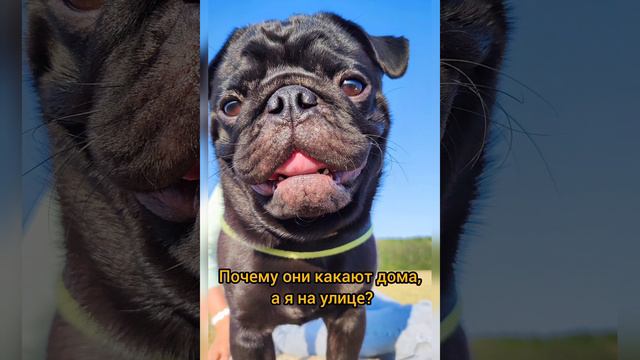 может я не родной?#красивый#Ефим смотреть онлайн