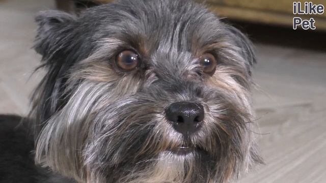 Как выбрать игрушку для собаки? смотреть онлайн