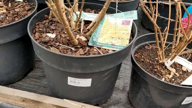 ?Площадка садового центра Подворье ОТКРЫТА! Розы, Рододендроны, Хвойные, Многолетники смотреть онлайн