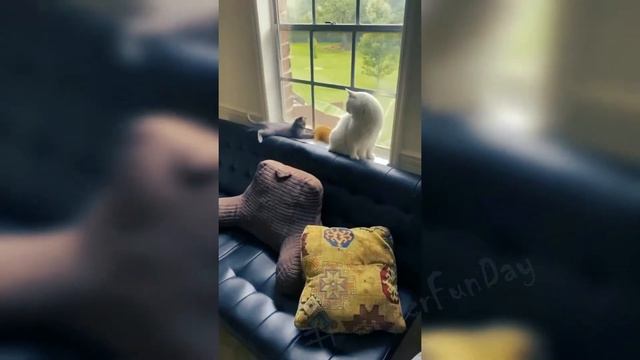 ИЮНЬ #23/ СМЕШНЫЕ КОШКИ, СОБАКИ 2021 И ДРУГИЕ ЖИВОТНЫЕ/10 МИНУТ СМЕХА/СМЕШНЫЕ ЖИВОТНЫЕ 2021 смотреть онлайн