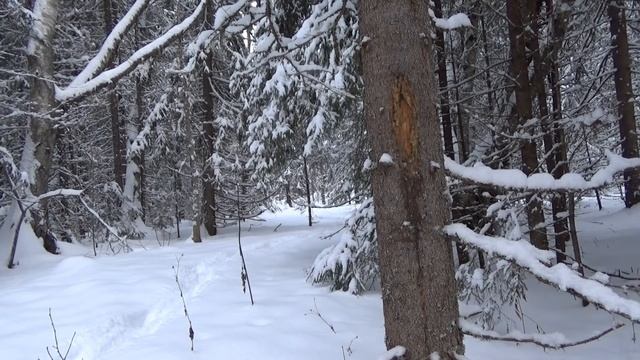 В этом году, в лес не пойду!!!