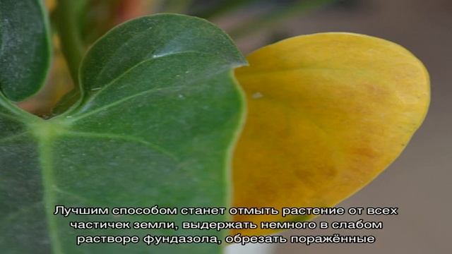 Как предупредить болезни антуриума смотреть онлайн