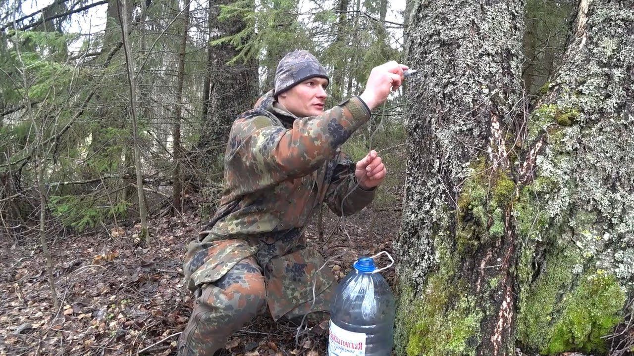 Как собирать березовый сок и чем он полезен? смотреть онлайн