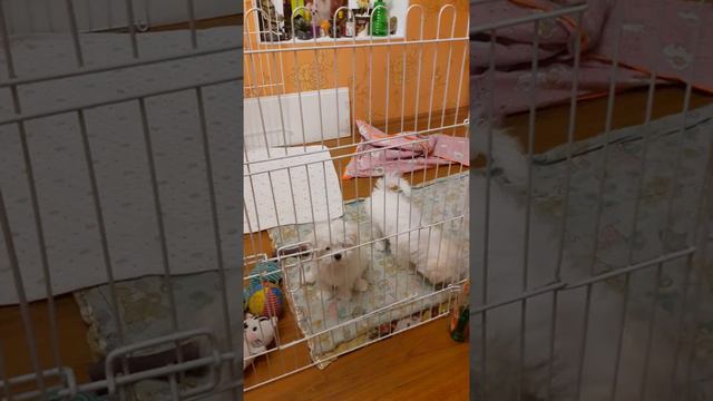Мальтезе.Челябинск.Щенки.Maltese. #maltese # Мальтийскаяболонка #мальтезе смотреть онлайн