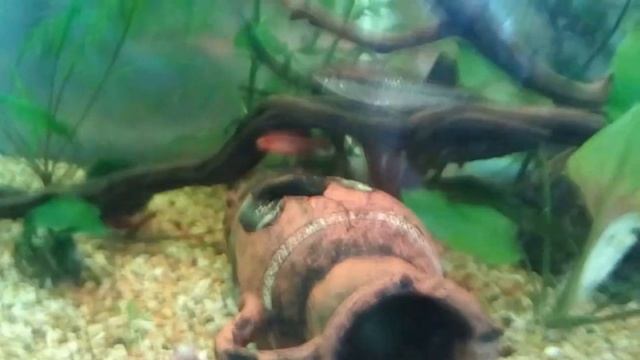 Последствия Перекорма аквариумных рыбок. смотреть онлайн