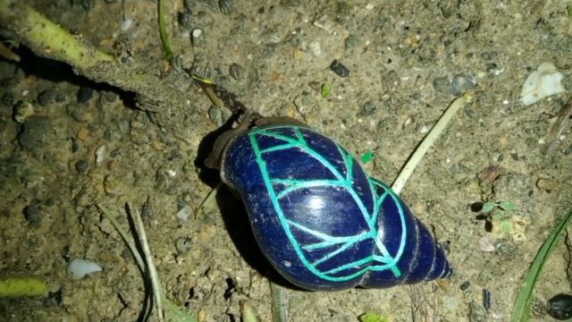 Siput balap..! TURBO RACING SNAILS смотреть онлайн
