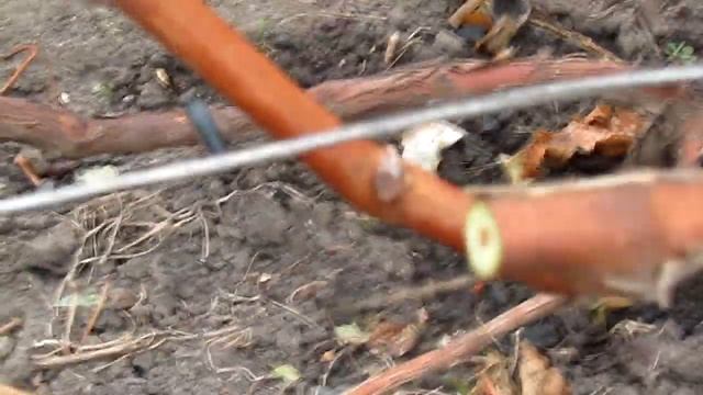 Обрезка винограда на зиму смотреть онлайн