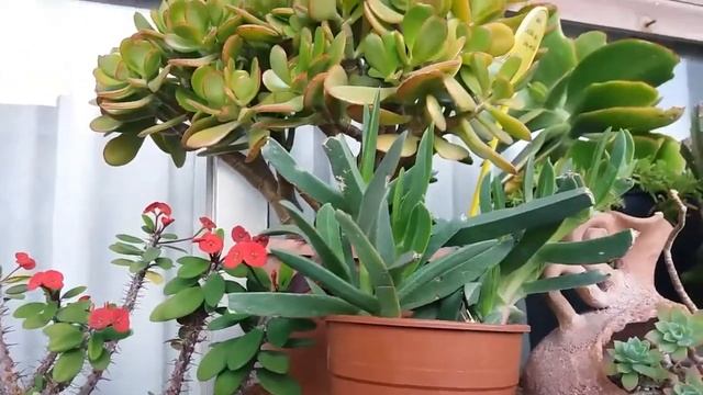 Beware the acrobat worm смотреть онлайн