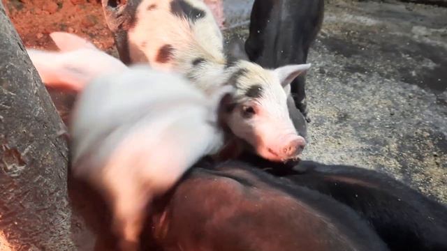🐷Думаете места мало? А вот и нет, им так интереснее☃️ смотреть онлайн