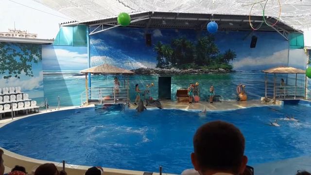 Дельфин подпрыгнул и ударил мяч хвостом смотреть онлайн