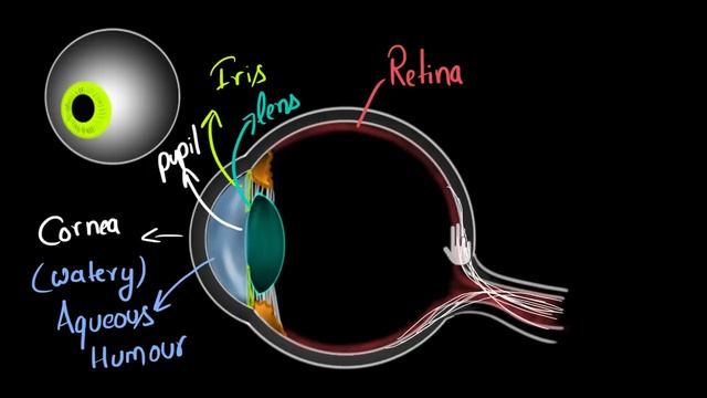 Structure of human eye (Hindi) | Human eye and the colourful world | Physics | Khan Academy смотреть онлайн