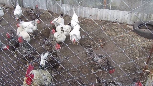 Мой птичий двор! Как несутся куры в хозяйстве! смотреть онлайн