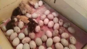 Инкубатор своими руками. Часть 1. Устройство инкубатора.