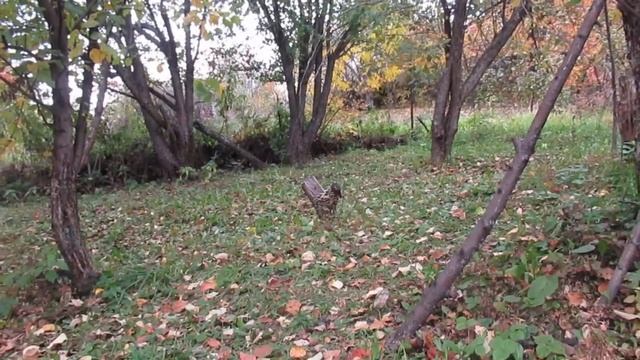 В мире молчаний... смотреть онлайн