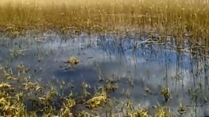 нерест щуки