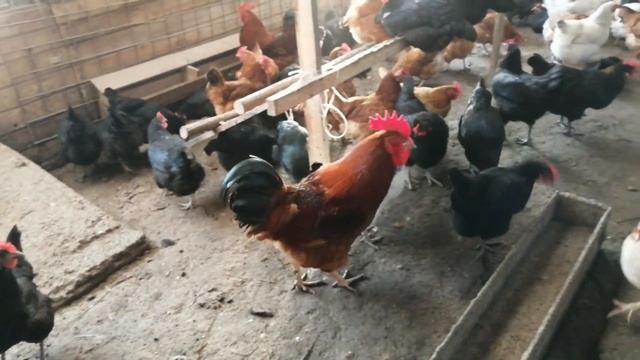 Красивые петухи получились смотреть онлайн