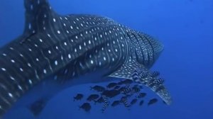 Китовая акула