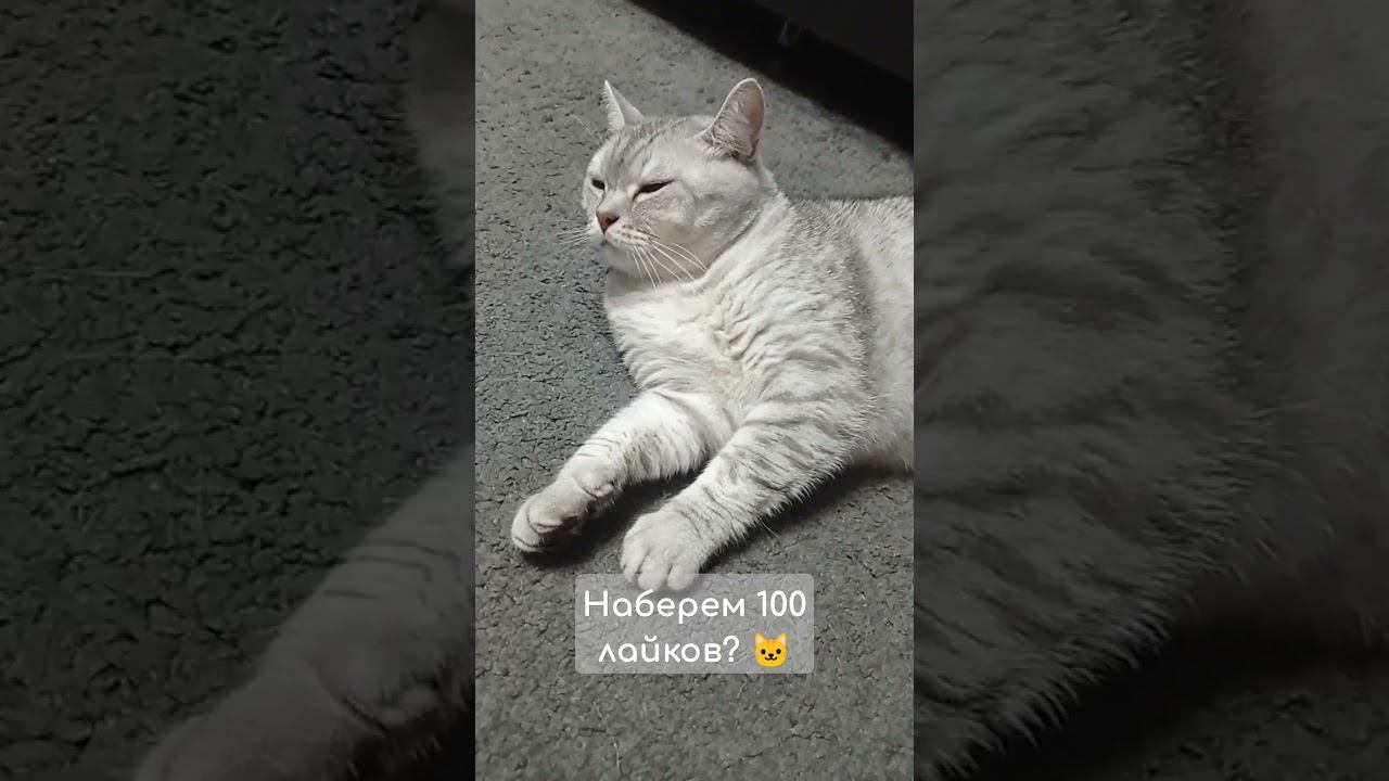 Наберем 100 лайков? #shorts смотреть онлайн