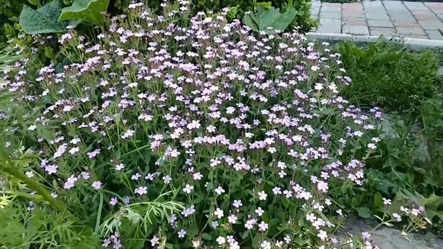 Мыльнянка или Сапонария, Saponaria смотреть онлайн