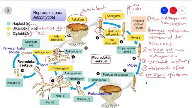 Reproduksi Ascomycota Secara Seksual dan Aseksual - Kingdom Fungi Biologi Kelas 10 смотреть онлайн