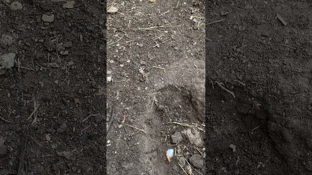 Куриные гребешки?