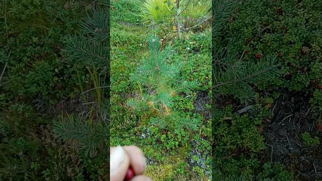 пояснения. сбор ягод. https://vk.com/club223023506 www.sbor-yagod.ru смотреть онлайн