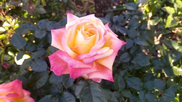 Роза Глория Дей (Gloria Dei) и её 