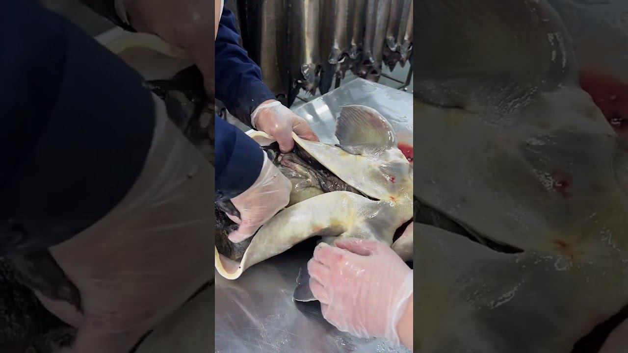 Сколько черной икры в этом ястыке? #shorts смотреть онлайн