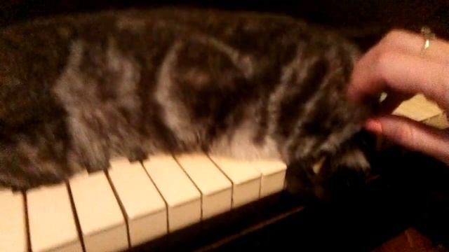 Научись играть В лесу родилась ёлочка Кот спит на пианино и помогает учить смотреть онлайн