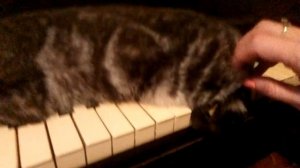 Научись играть В лесу родилась ёлочка Кот спит на пианино и помогает учить