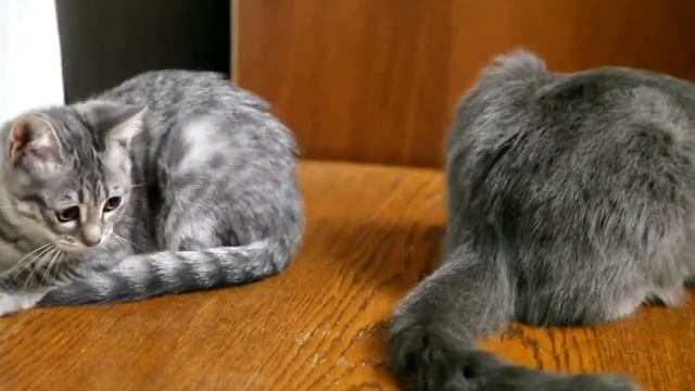 Scotish Fold - Шотландец смотреть онлайн