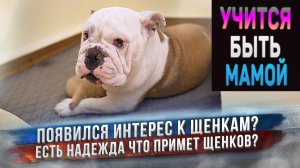 Может из этой собаки еще получится хорошая мама?
