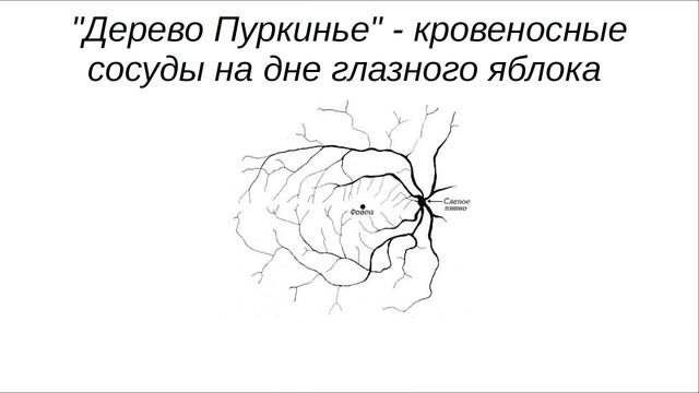 ЛШ НА МФТИ 2019. Подобие и фракталы. Иванов М.Г. смотреть онлайн