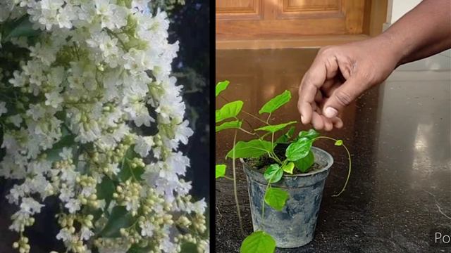 നിങ്ങളുടെ ഗാർഡൻ പൂക്കൾ കൊണ്ട് നിറക്കാൻ 10 രൂപ മുതൽ 60 രൂപ വരെയുള്ള പൂച്ചെടികൾ смотреть онлайн